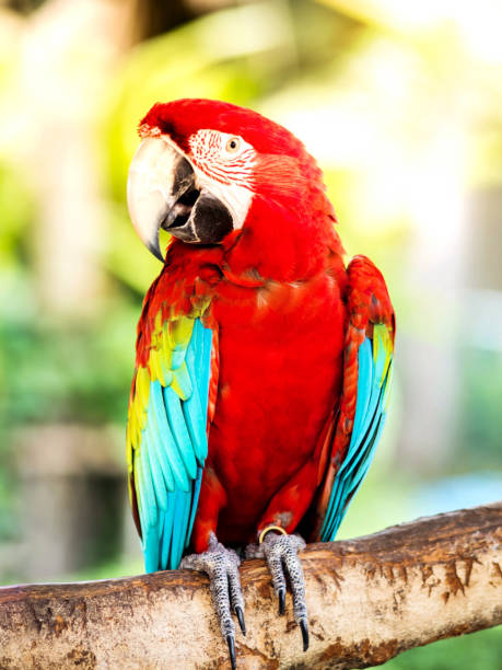 istock beautiful colorful Macaw parrot 831888956