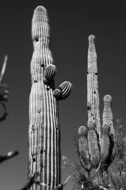 istock Royal Cactus Saguaro 831889432