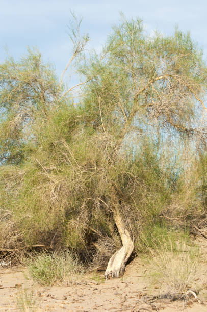 istock steppe summer. Turgai save. Lake in the desert 831893596