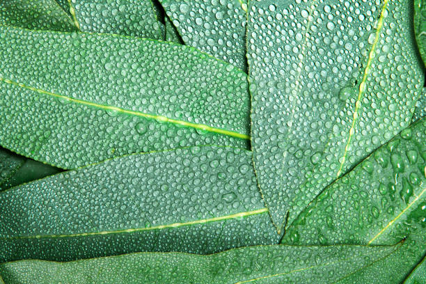 istock Nature Eucalyptus leaves with water rain drop background 831900404