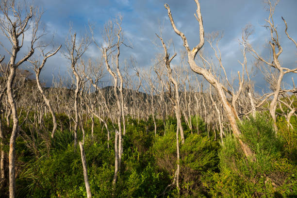 istock Wilsons Promontory National Park 831900976