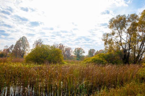 istock Autumn swamp. Cane grows in the swamp 831903858