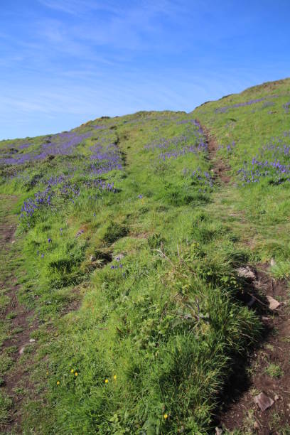 istock Skomer Island 831910436
