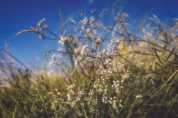istock Morning tenderness of meadow flower.Selective focus. 831918600