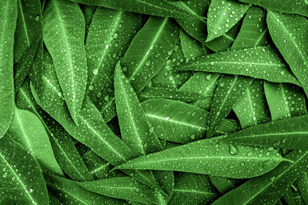 the nature green eucalyptus leaves with raindrop  background - leaf paper autumn textured imagens e fotografias de stock