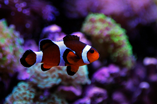 coral reef aqaurium fish