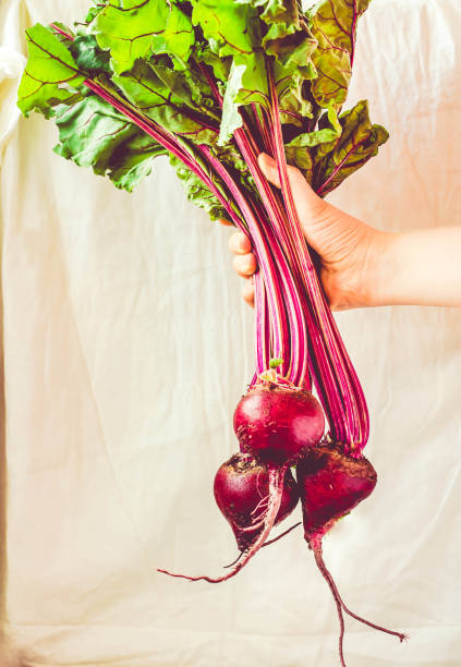 istock Raw organic beetroot with leaves in a hand on a white rustic background. Autumn vegetable concep 831925722