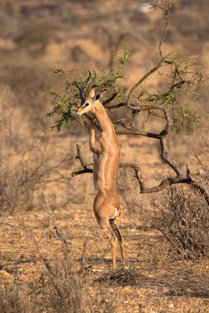 istock Gerenuk (or Waller's gazelle) (Litocranius walleri), standing on hind legs to browse on thorn tree 831925904