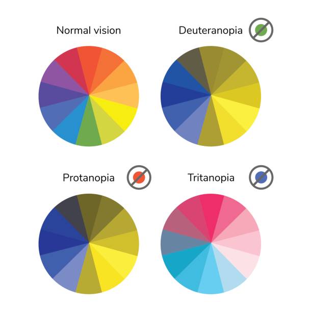 vector illustration, infographics, color wheel, palette, normal vector illustration, infographics, color wheel, palette, normal vision, deuteranopia daltonism color blindness tritanopia protanopia colorblind stock illustrations