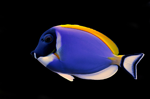 Coral reef aquarium fish