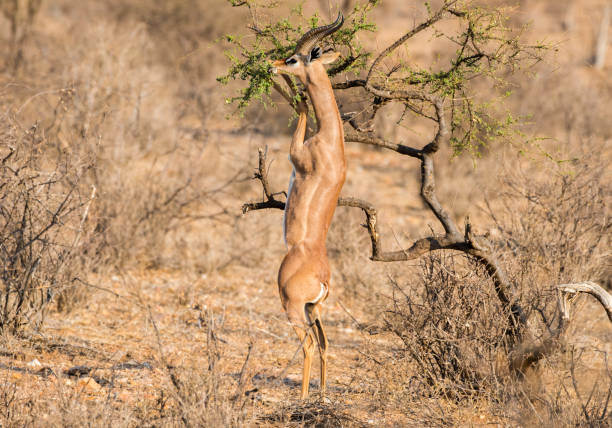 istock Gerenuk (or Waller's gazelle) (Litocranius walleri), standing on hind legs to browse on thorn tree 831933838