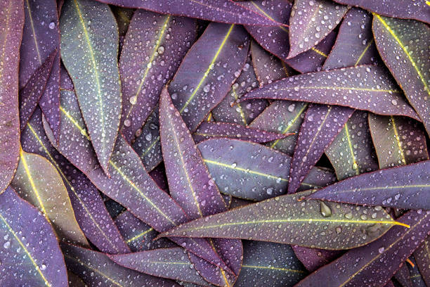 природа фиолетовый эвкалипта листья с дождем фон - eucalyptus eucalyptus tree leaf tree стоковые фото и изображения