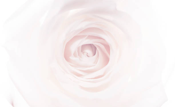istock rose flowers close up on background. 831937476