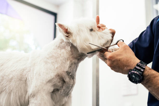 Grooming a little dog.