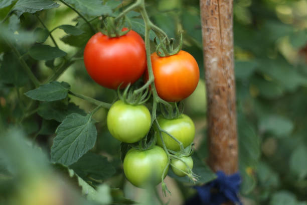 istock Tomatoes in the greenhouse. 831945926