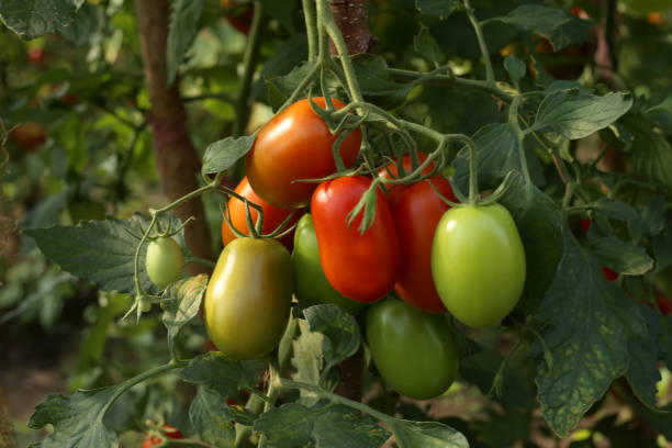 istock Tomatoes in the greenhouse. 831946858