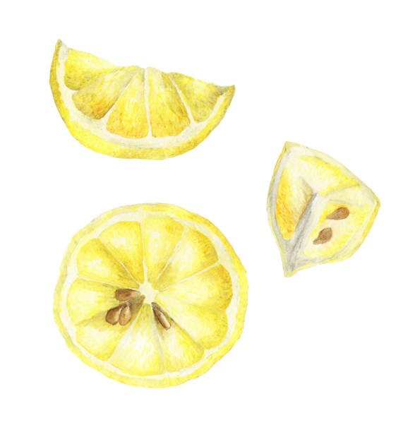 Watercolor set of lemons. Lemon segments, juicy lemon. Watercolor set of lemons. Lemon segments, juicy lemon. citric acid stock illustrations