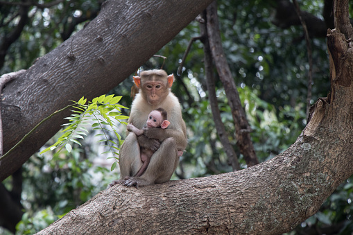 Image of a monkey and its newly born baby