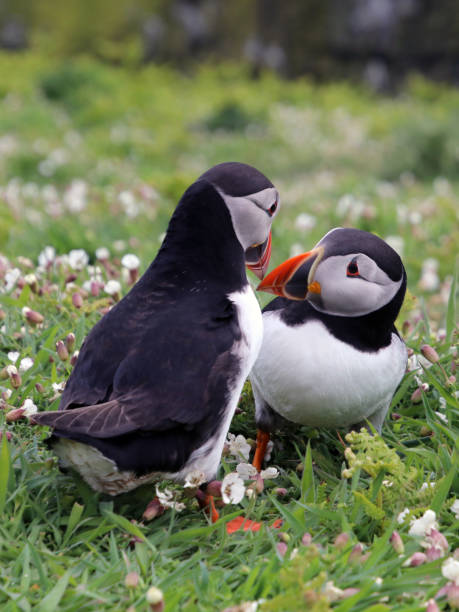 istock Puffins on Skomer Island 831970044