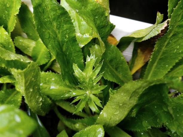 istock culantro (Mexican coriander) flower blooming with leaves beside 831976374
