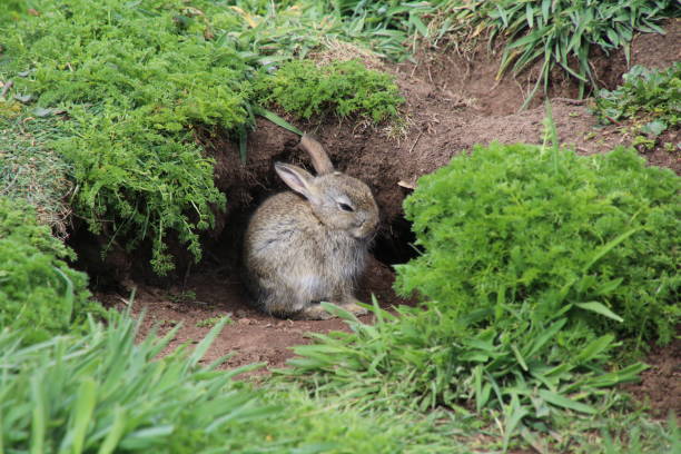 istock Young rabbit at Skomer Island 831976626