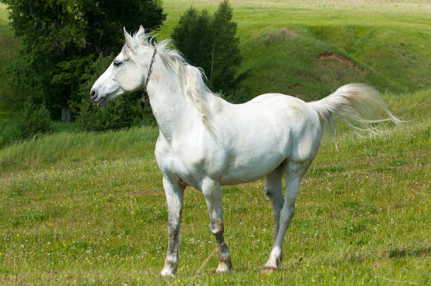 istock Horse grazes on a green lawn 831977118