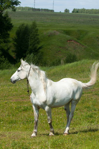 istock Horse grazes on a green lawn 831977122