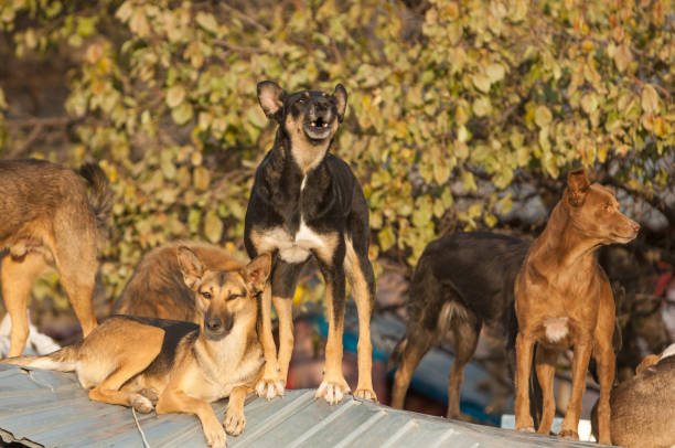 istock dog pack.    assembled into a pack of dogs, life-threatening 831977244