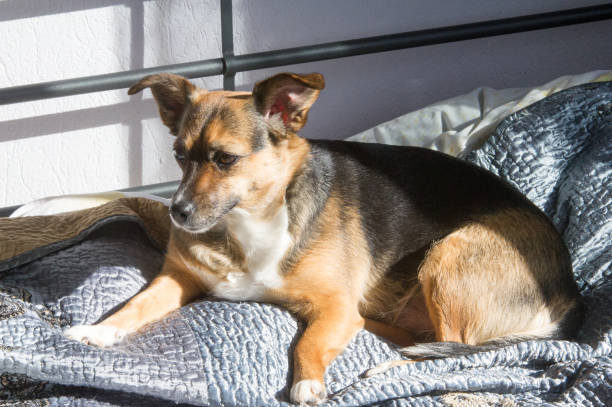 istock Dog, home to one. Sleeping on the master bed. mongrel dog 831977492