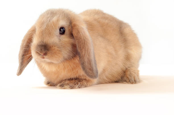 istock Little bunny isolated on white background. Little rabbit 831977780