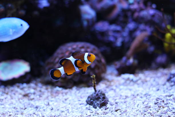 istock Ocellaris clownfish in reef tank 831977986