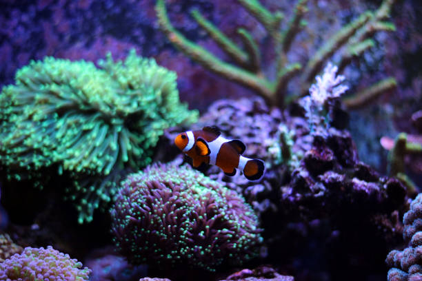 istock Ocellaris clownfish in reef tank 831977992