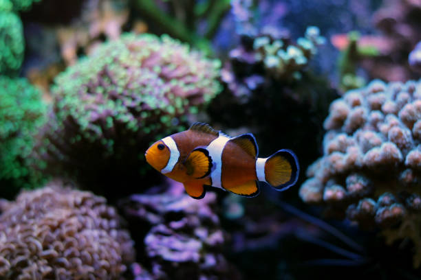 istock Ocellaris clownfish in reef tank 831977994