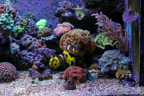 istock Ocellaris clownfish in reef tank 831978038