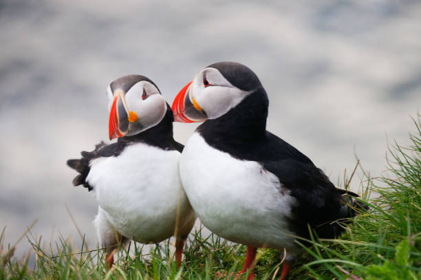 istock Atlantic Puffin in Latrabjarg cliffs, Iceland. 831978916