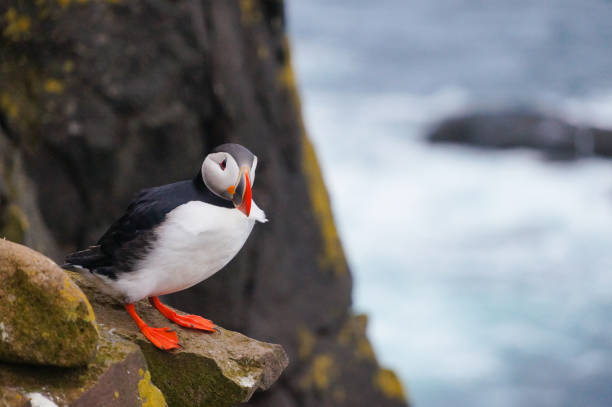 istock Atlantic Puffin in Latrabjarg cliffs, Iceland. 831979038