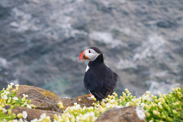 istock Atlantic Puffin in Latrabjarg cliffs, Iceland. 831979156