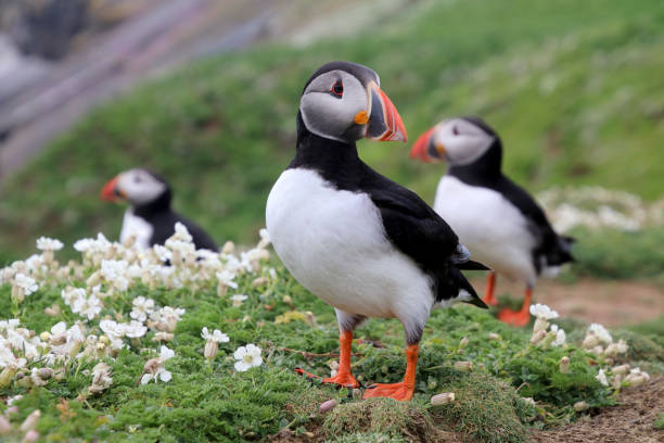 istock Puffins on Skomer Island 831979750