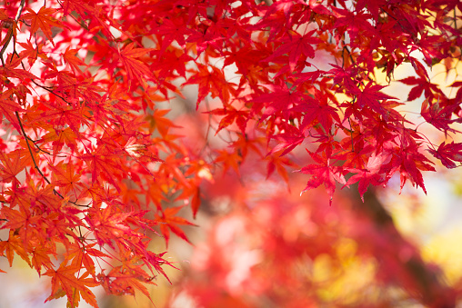 cluseup on beautiful leaf of a japanese maple tree in sunny light - autumnal foliage