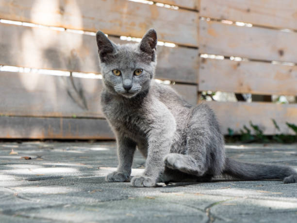 istock Gray kitten with yellow eyes captured in backyard 831985468