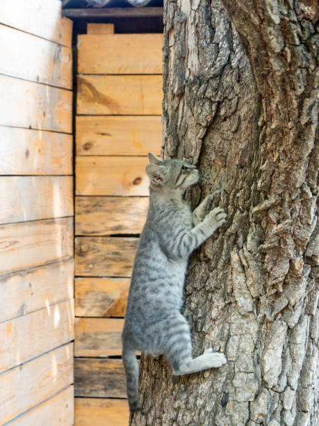istock Gray kitten with yellow eyes captured in backyard 831985538