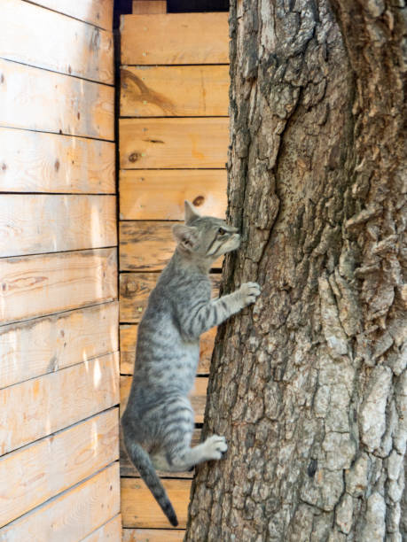 istock Gray kitten with yellow eyes captured in backyard 831985548