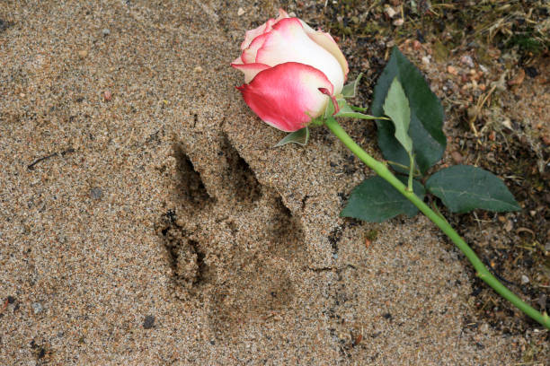 Pink Rose displayed by a Paw Print