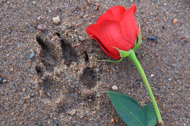 istock Red Rose displayed by a Paw Print 831992344