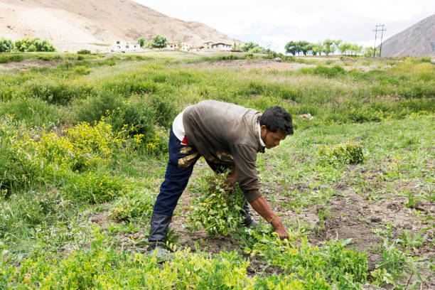 trabajo agrícola trabajando en campos de guisantes verdes - kaza fotografías e imágenes de stock