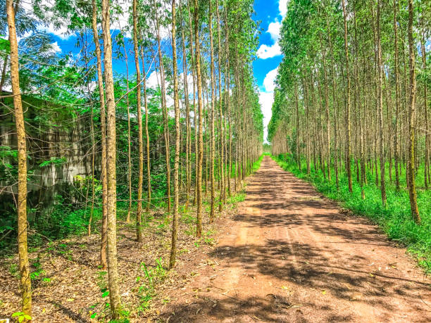 istock Eucalyptus trees in a straight line and green. 832006306