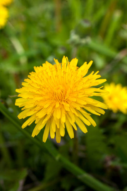 Yellow flowers of dandelions close-up. stock photo
