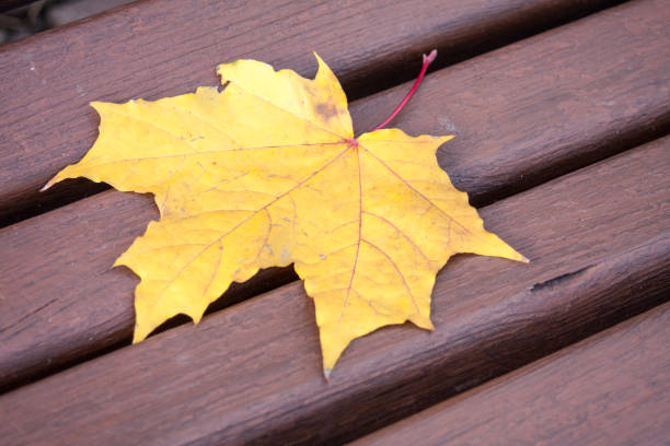 Yellow autumn leaf on bench in park. stock photo