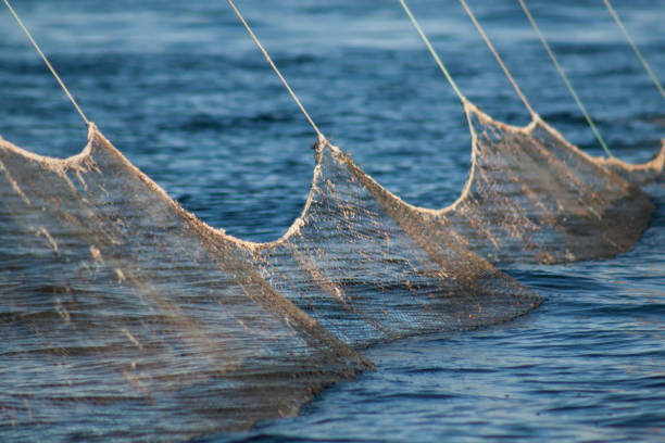 istock Fishing net with landing cormorant, blue background and smooth focus 832007176
