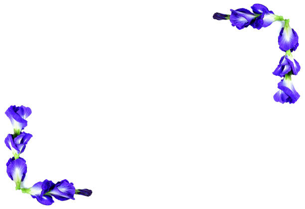 Ultraviolet daisies on ultraviolet background. Horizontal composition.